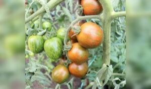 rapsodia, tomata, brgv buzau, cherry