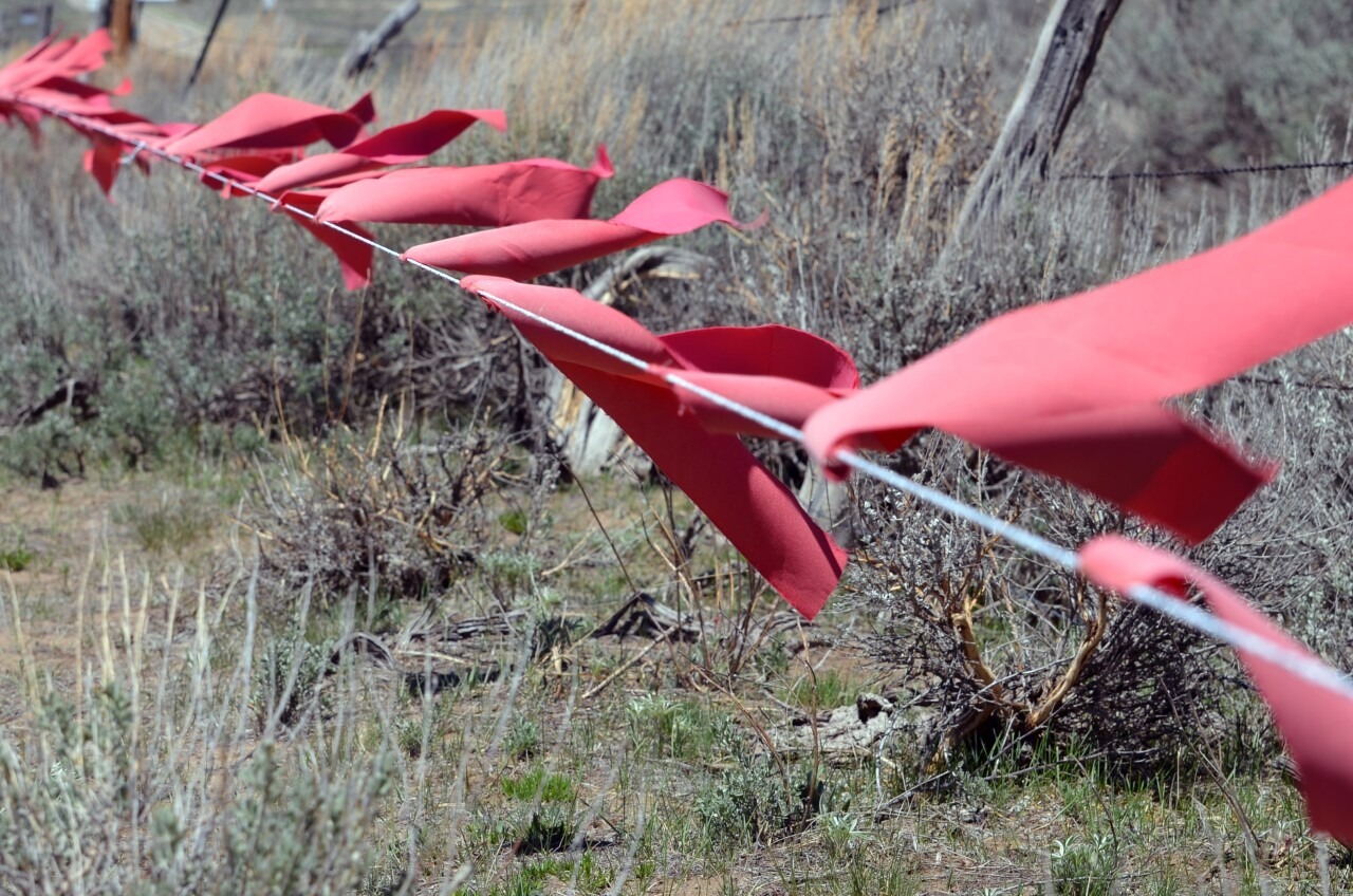 lupi, vite, flandry, colorado
