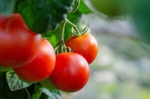 Cultivatorii de tomate în sere și solarii încasează o subventie europeană de 2.108 euro.