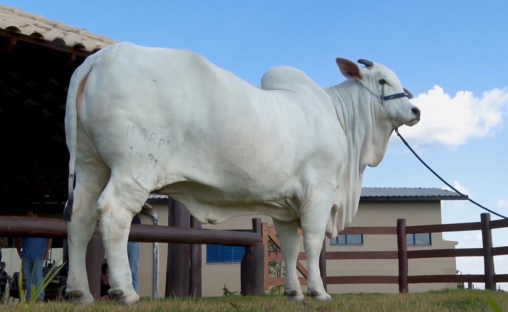 viatina-19, vaca, brazilia, carne