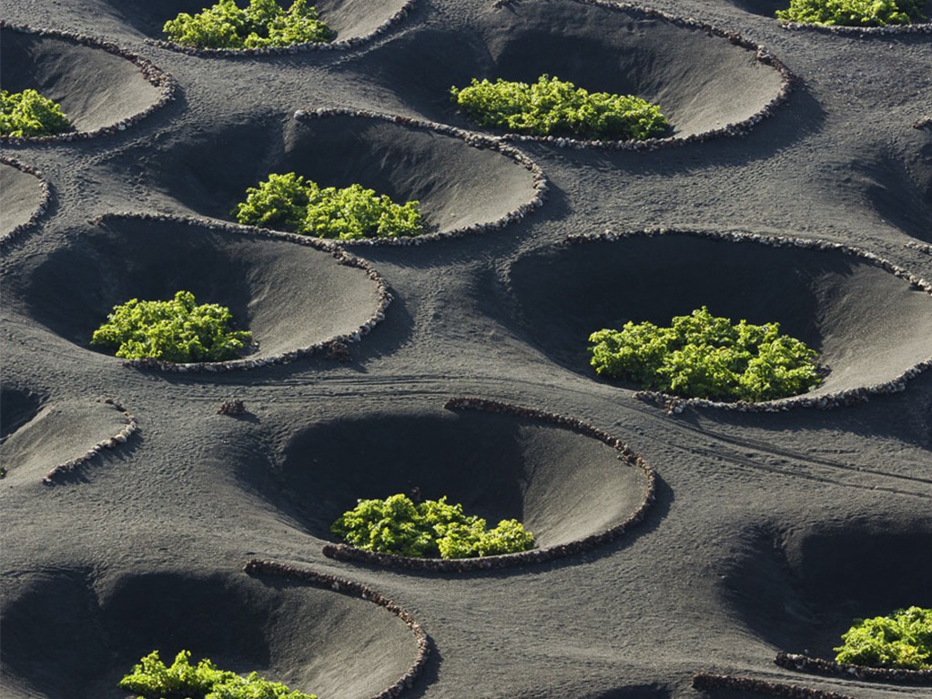 Vița-de-vie în Lanzarote