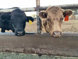 bovine, fermă, poveste de viață