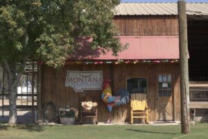 bovine, fermă, poveste de viață