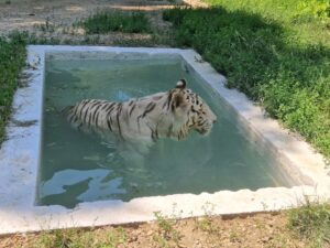 zoo ploiesti-bucov, prahova, legume, fructe, animale