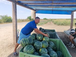 Lubenița de Gottlob