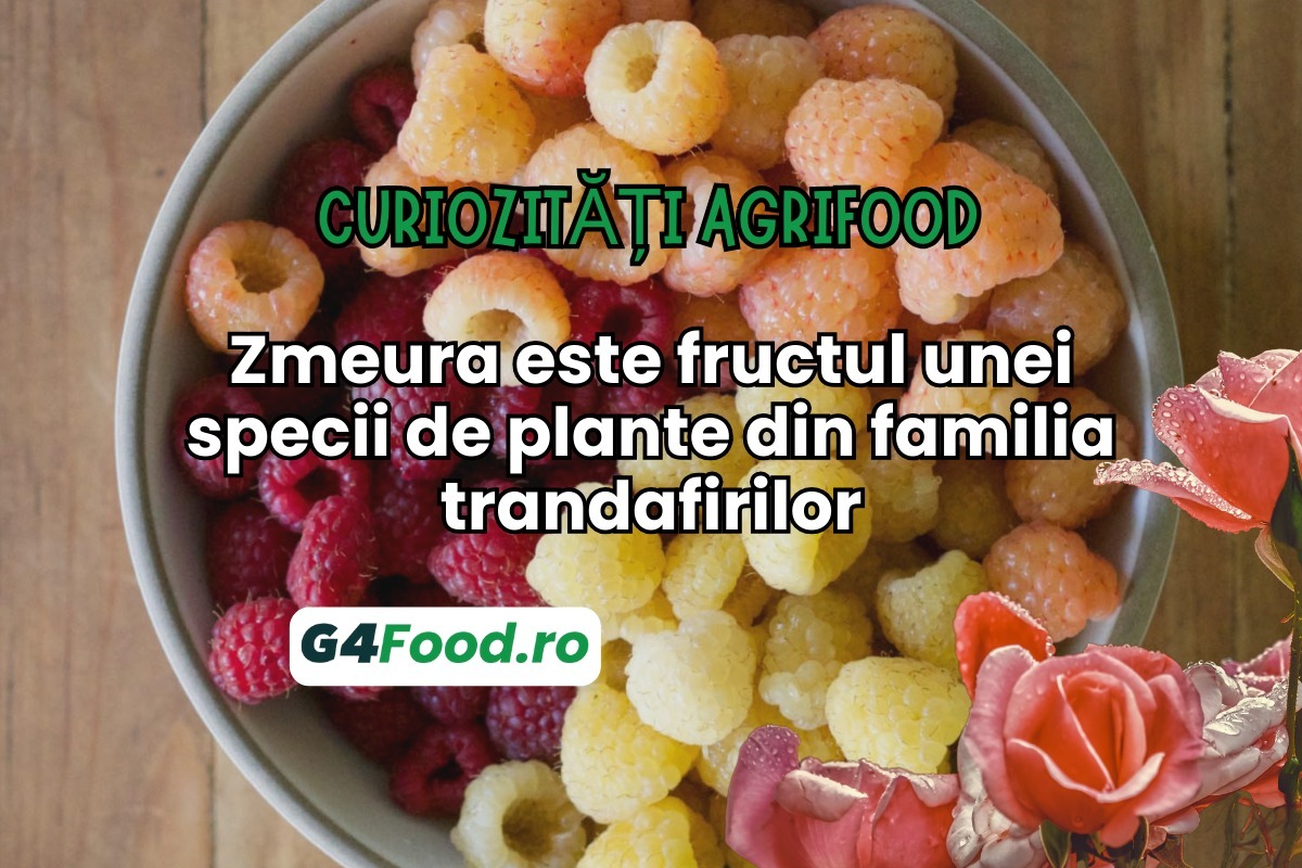 TN SITE- G4Food- zmeura, curiozitati agrifood