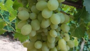 struguri de masa, Victoria, soiuri romanesti