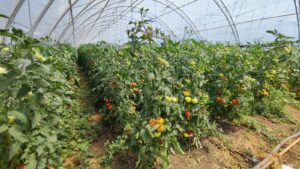 agribusiness, cartofi, ceapa, morcovi, salata, ridichi, fermier, interviu, produse semi procesate, rosii