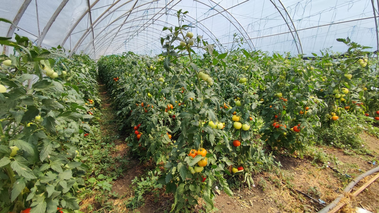 agribusiness, cartofi, ceapa, morcovi, salata, ridichi, fermier, interviu, produse semi procesate, rosii