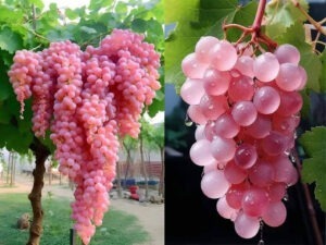 vin, koshu, vin japonez, Fuji, struguri, struguri japonezi, Japonia, calatorii culinare