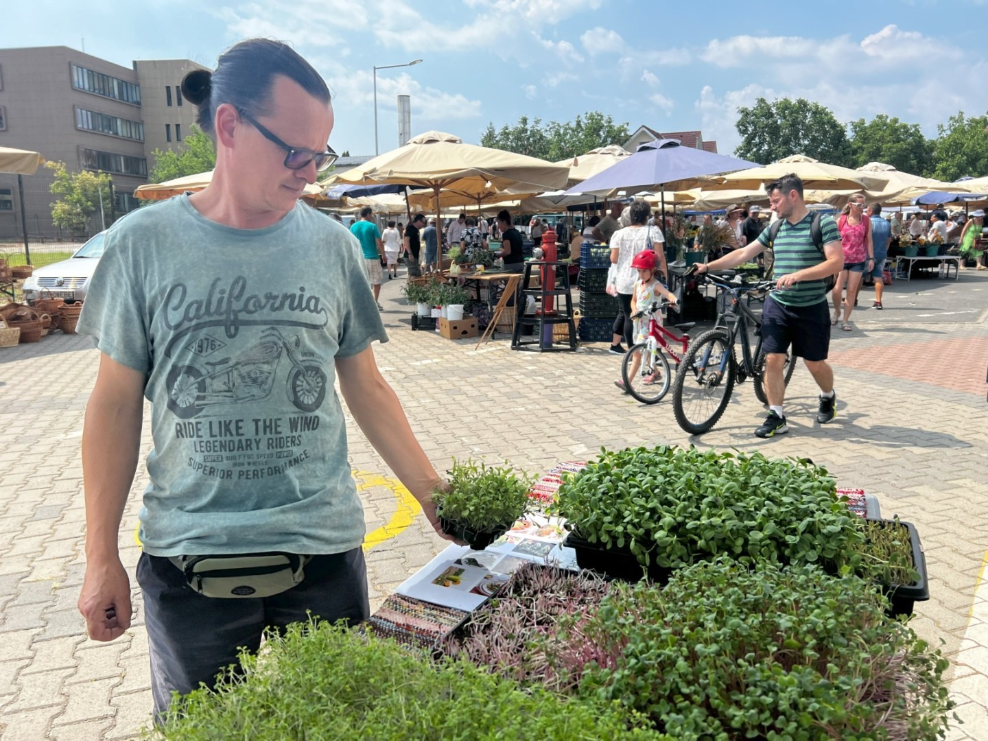 producator legume sibiu