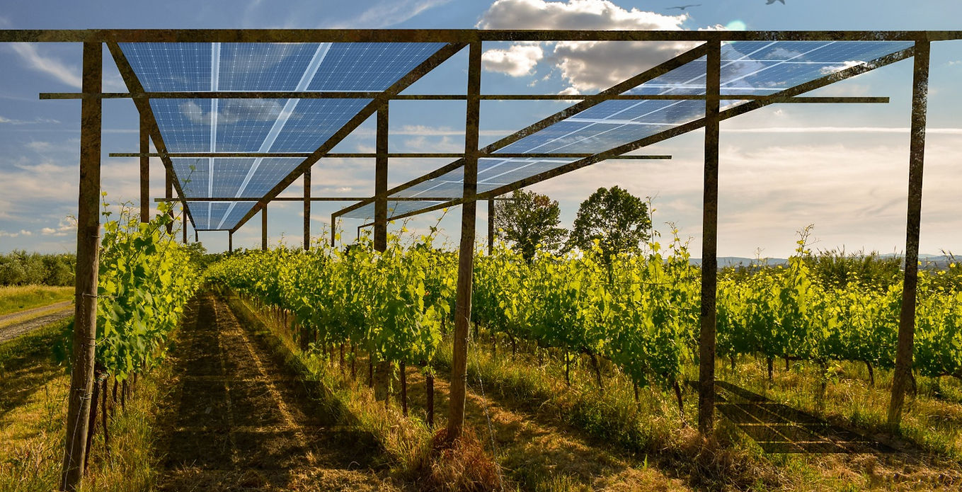 vie, panouri solare, agri-light energy systems, struguri