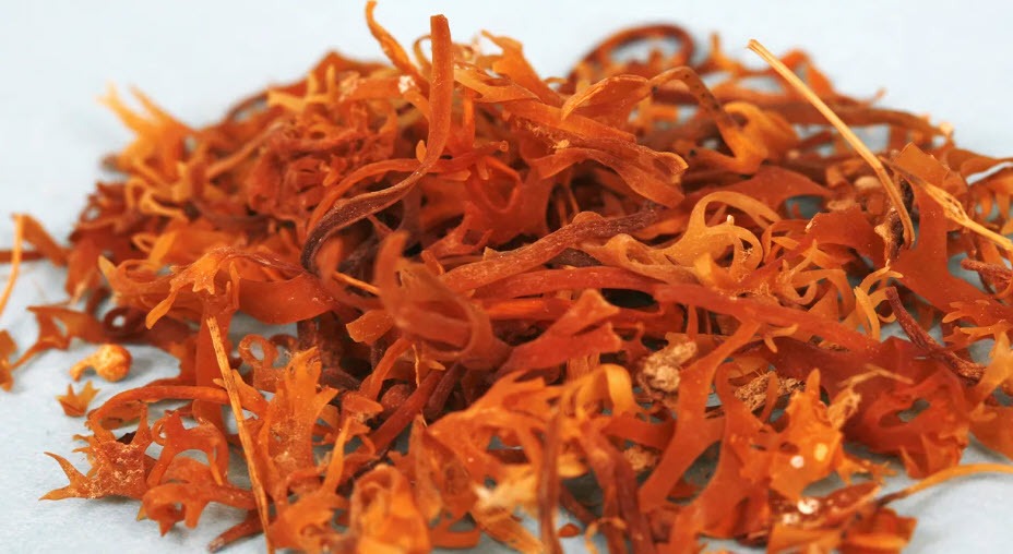 muschi marin, alge, suplimente alimentare