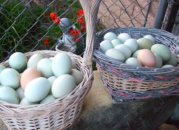 araucana_cesta-uova