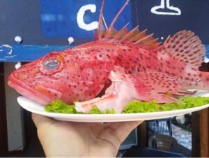 sustenabilitate alimentara, traditii gastronomice, productie alimente, import alimente, Ecuador, Galapagos, pescuit, pesti, carne de vita, foodlife, calatorii culinare