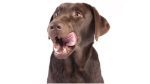 carne artificiala, meatly, europa, animale de companie