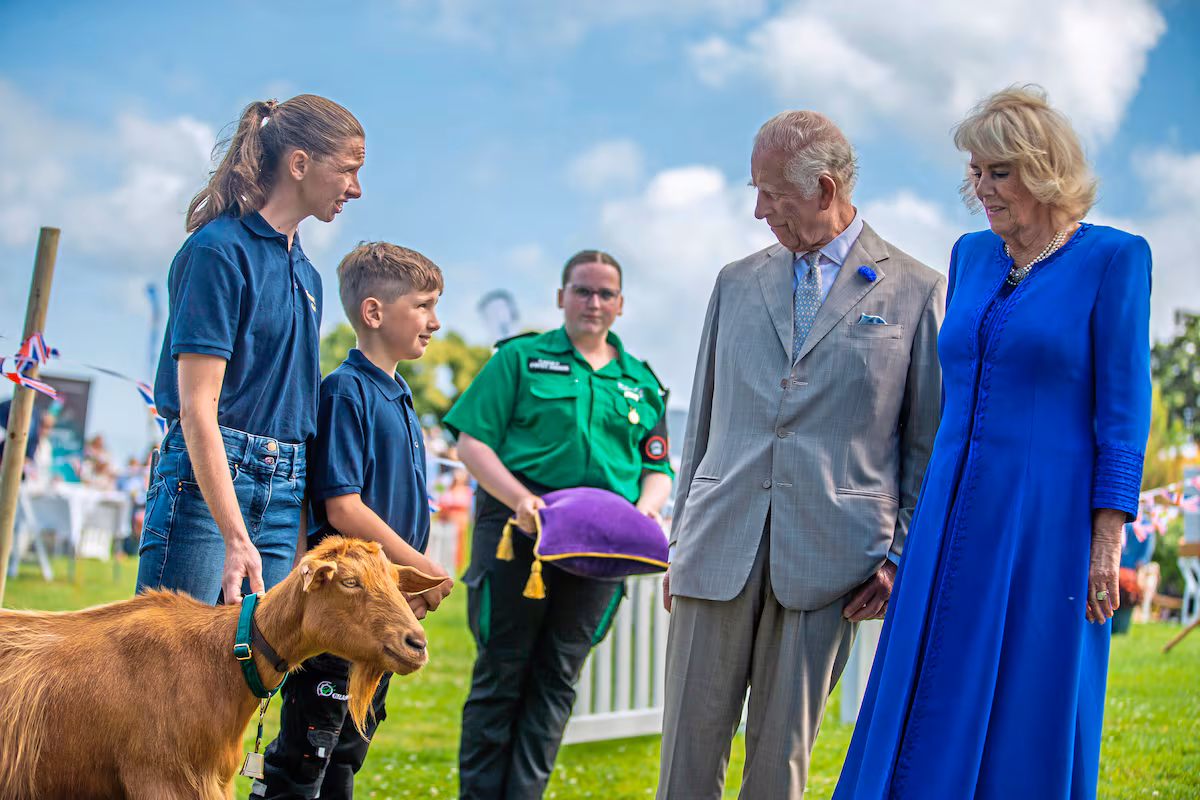 golden-guernsey, capra, titlu regal