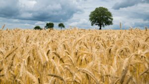 cultură de cereale