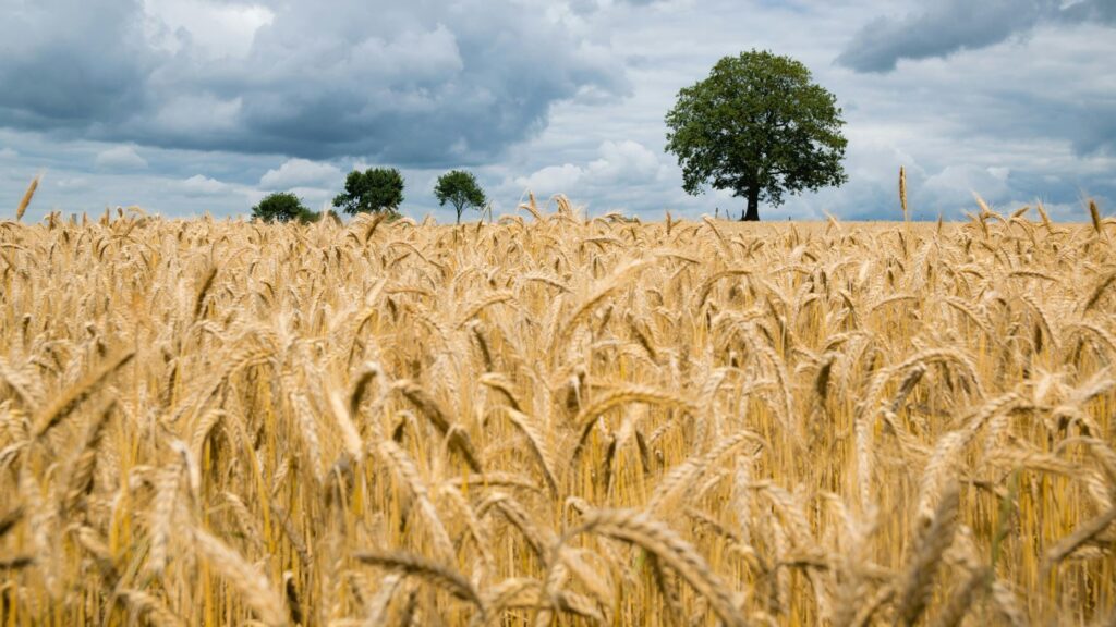 cultură de cereale