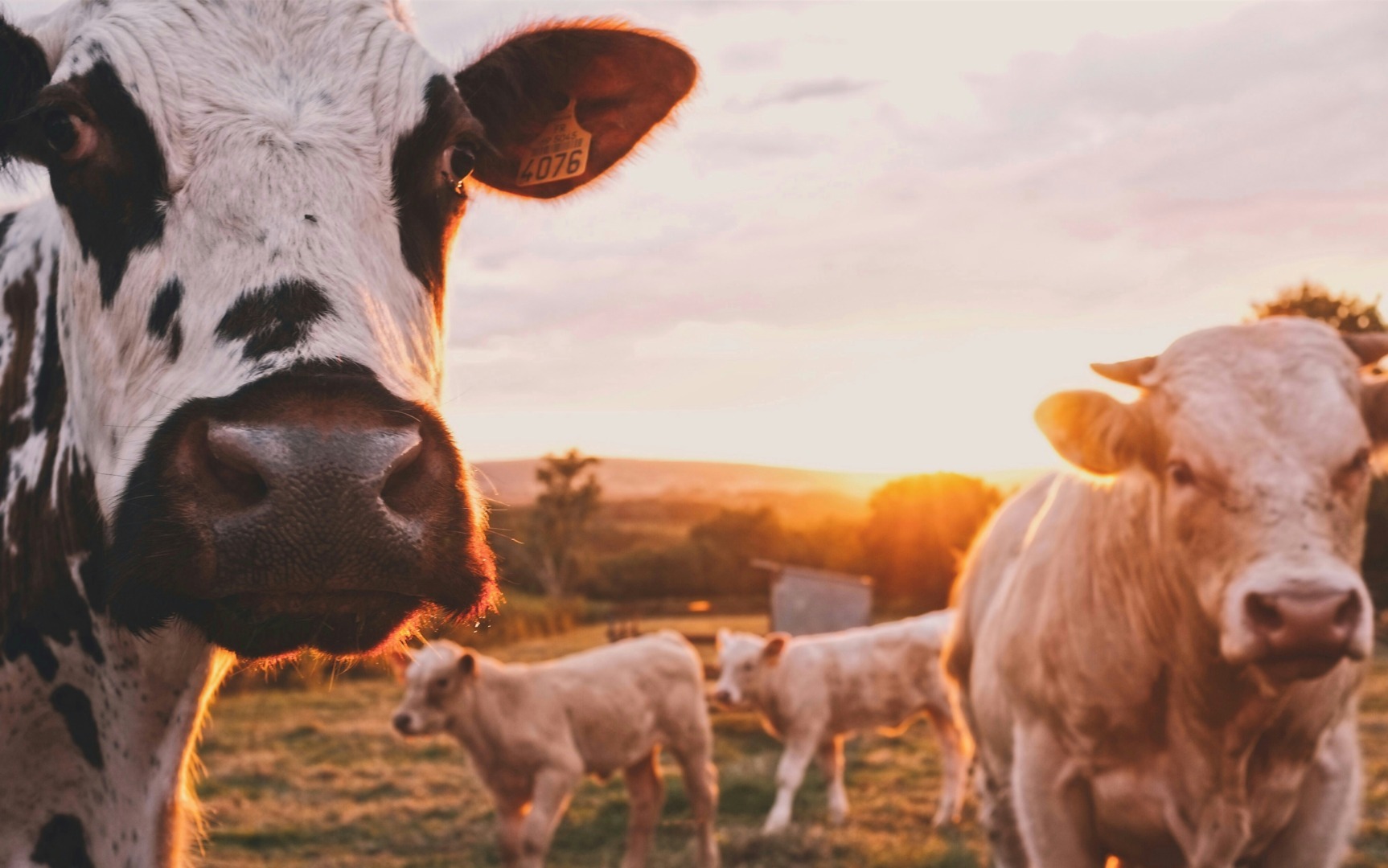 Agenția de Plăți, agricultura