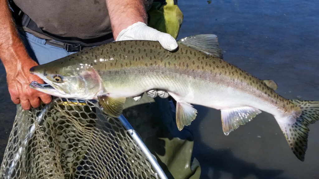 tehnologia care salveaza somonul