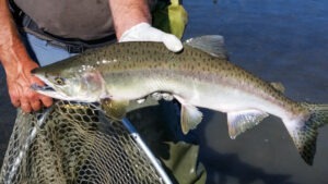 tehnologia care salveaza somonul