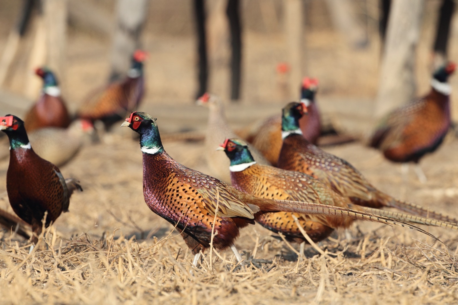 romsilva, fazani, restaurante, crescatorie de fazani