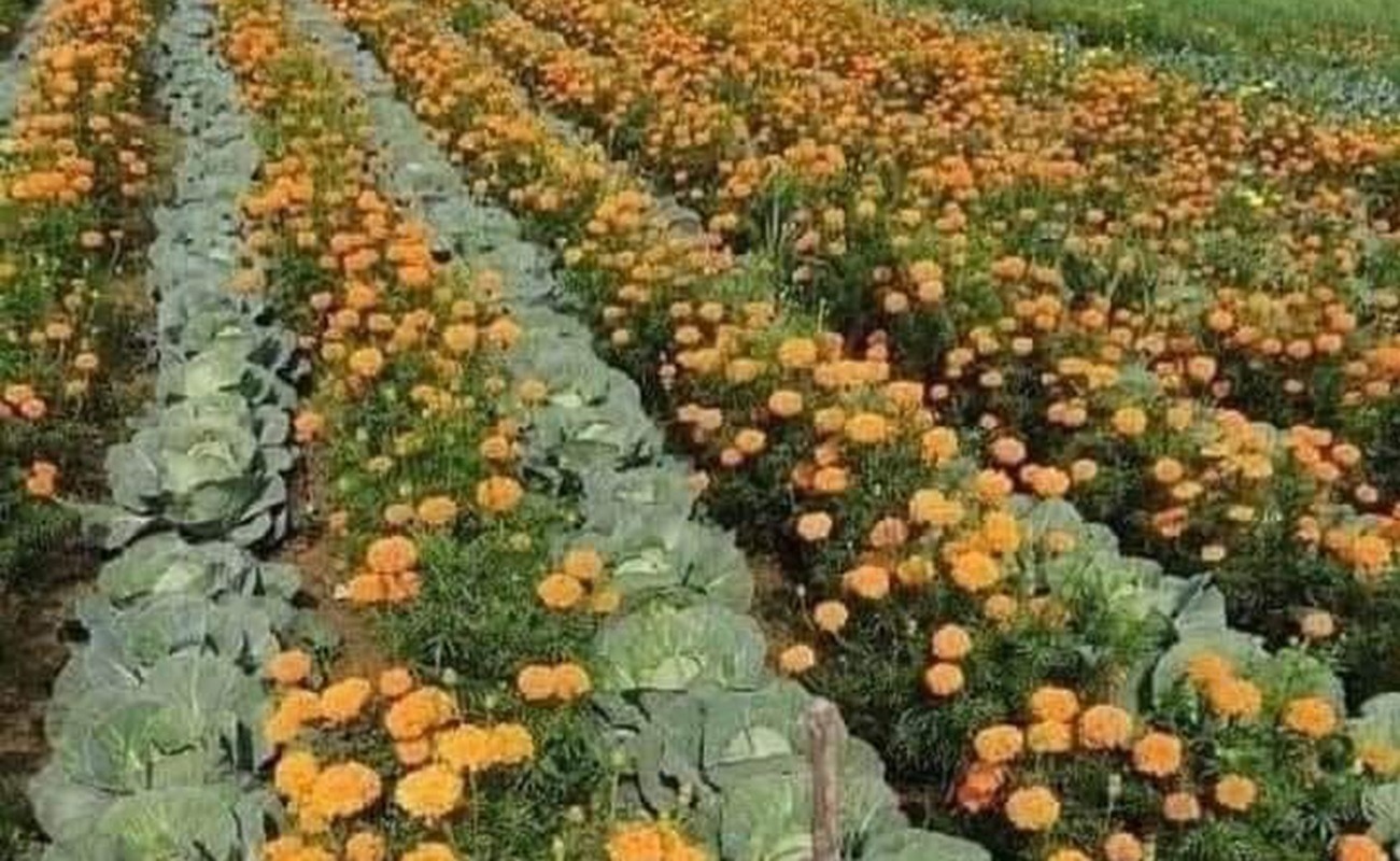 Plante companion care țin la dustanță dăunătorii