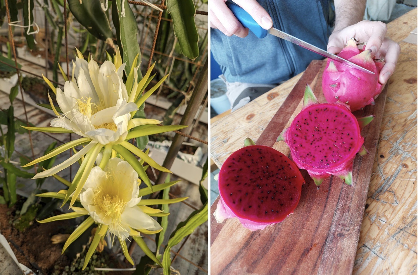 Fructe tropicale cultivate folosind acvaponie și căldură reziduală