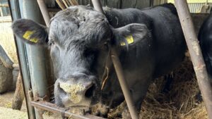 Angus, bovine, Bacau, ferme