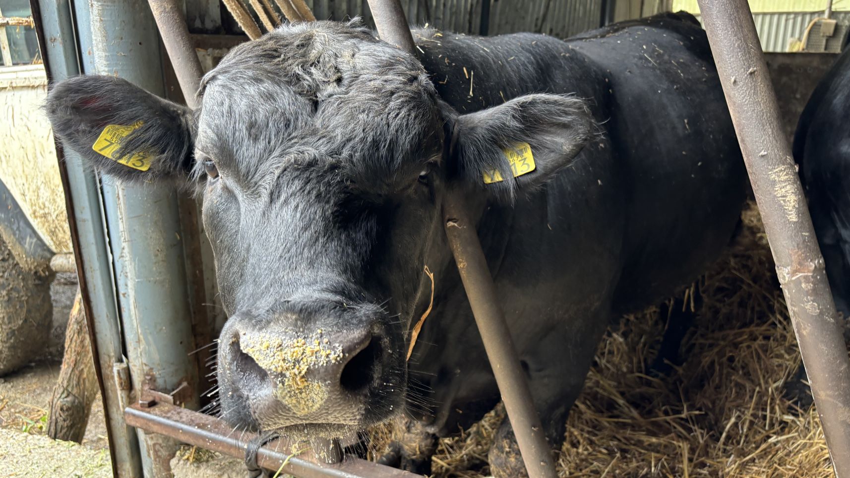 Angus, bovine, Bacau, ferme