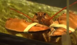 homar, homar portocaliu, acvariu, red lobster