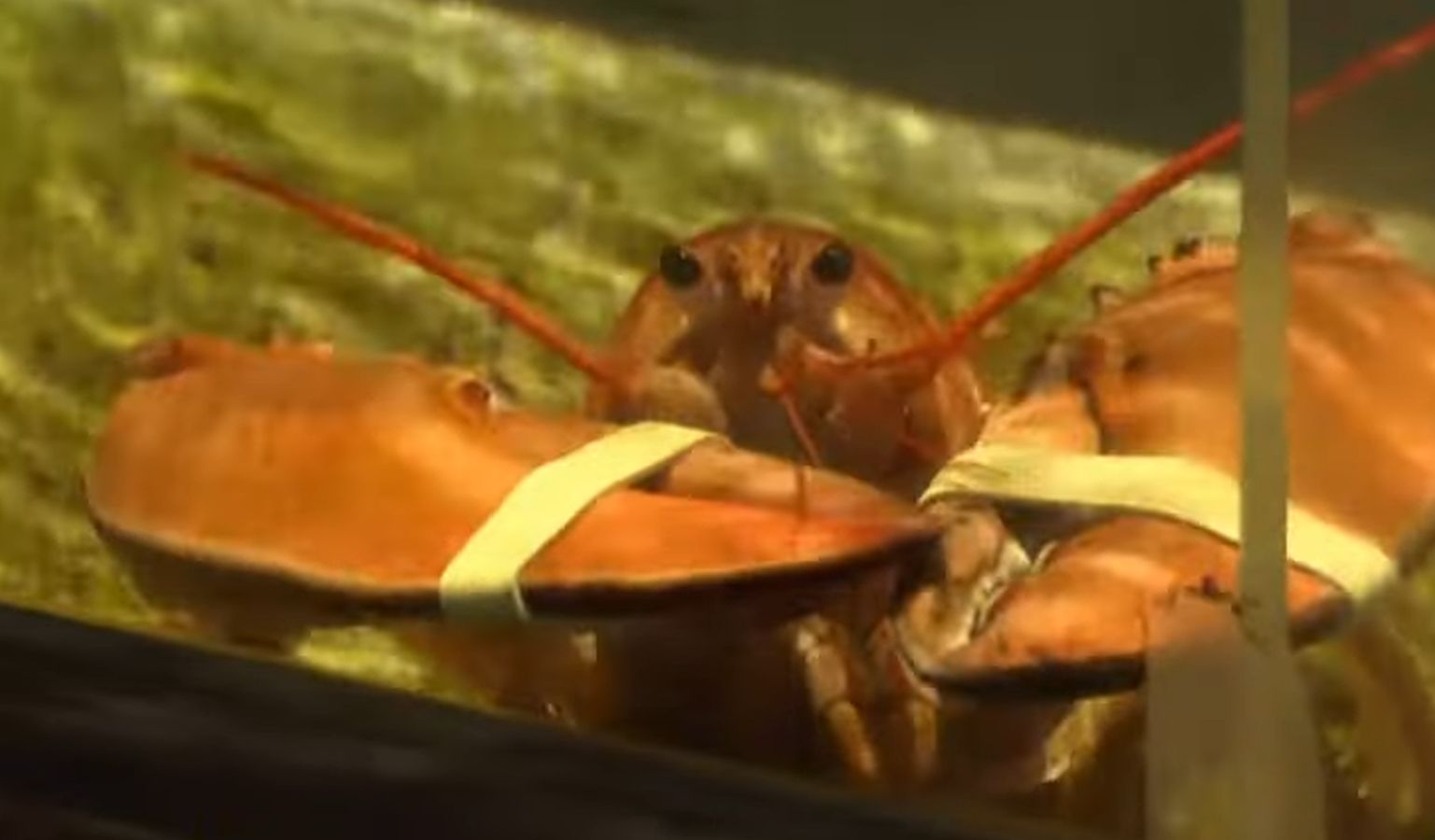 homar, homar portocaliu, acvariu, red lobster