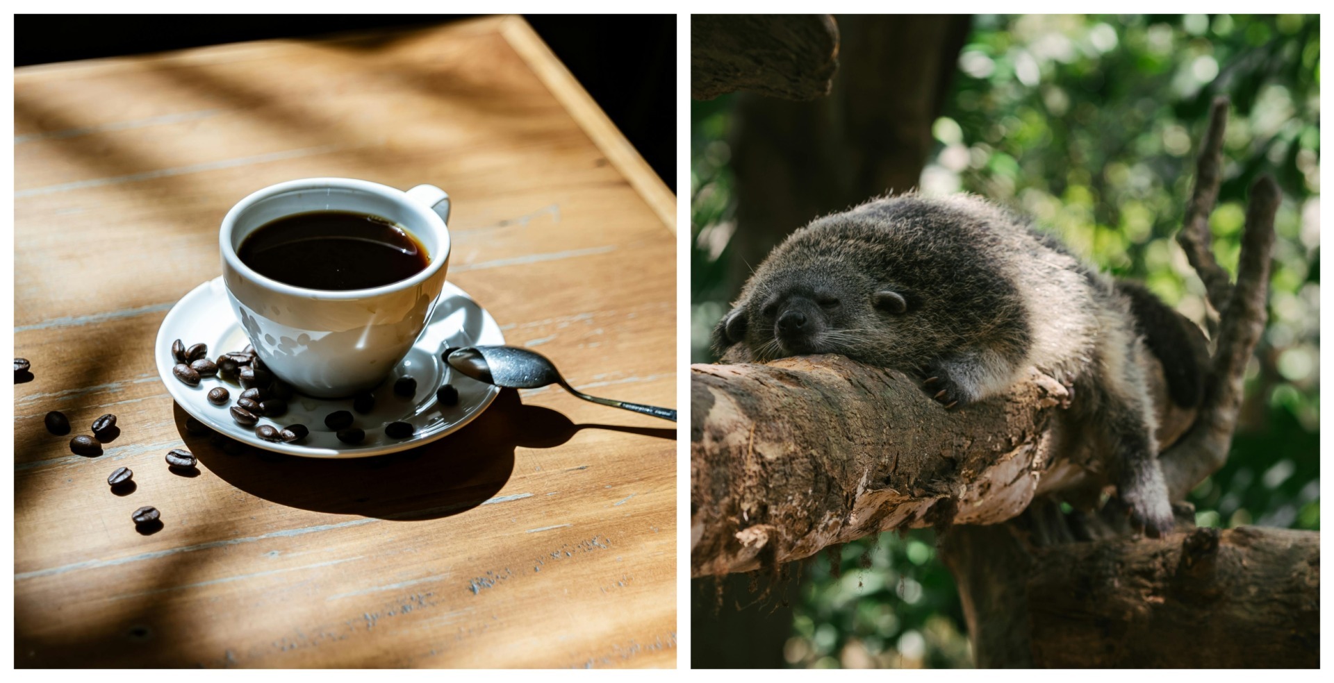 cafea Kopi Luwak