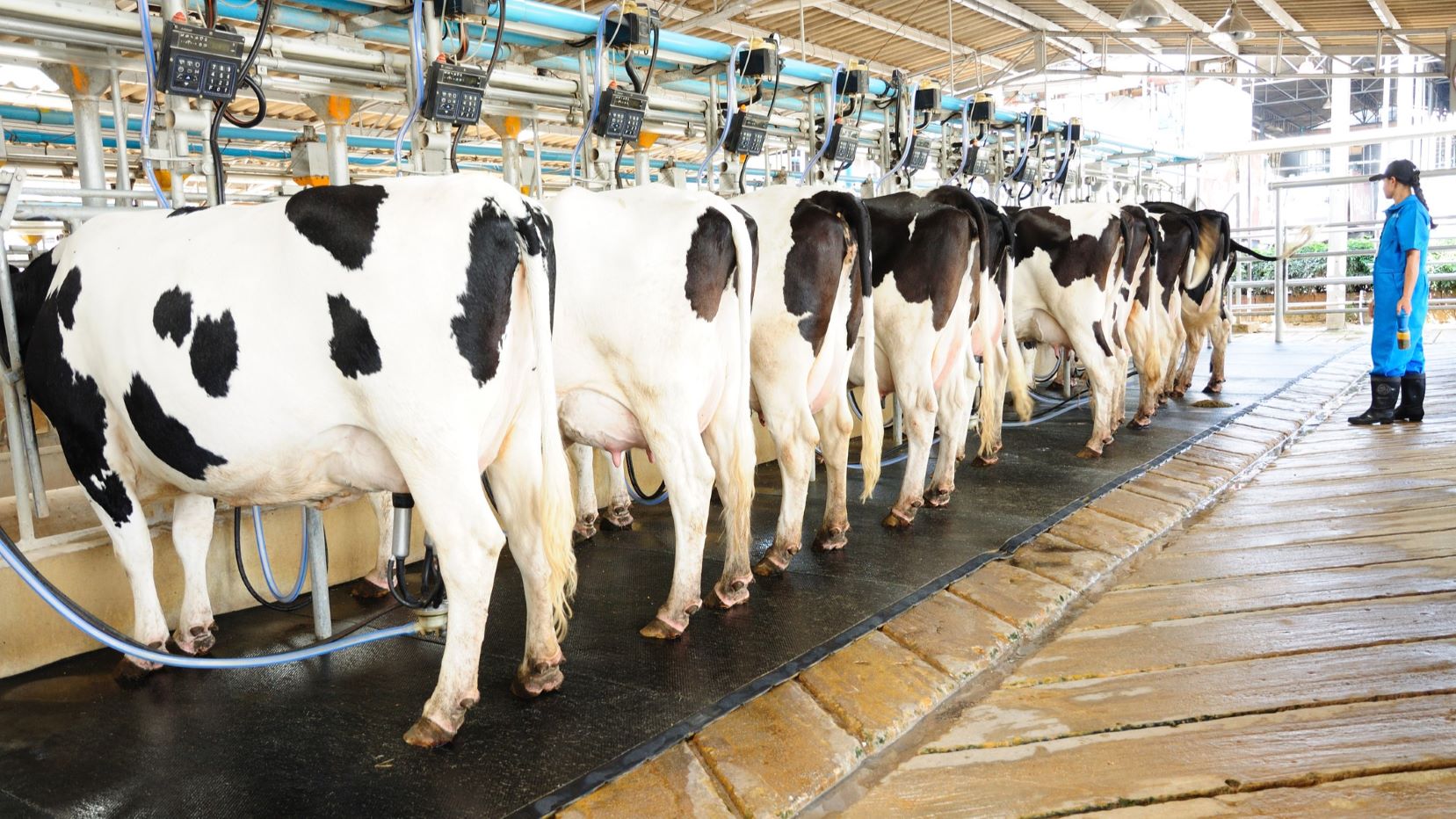 lapte, INS, procesarea laptelui