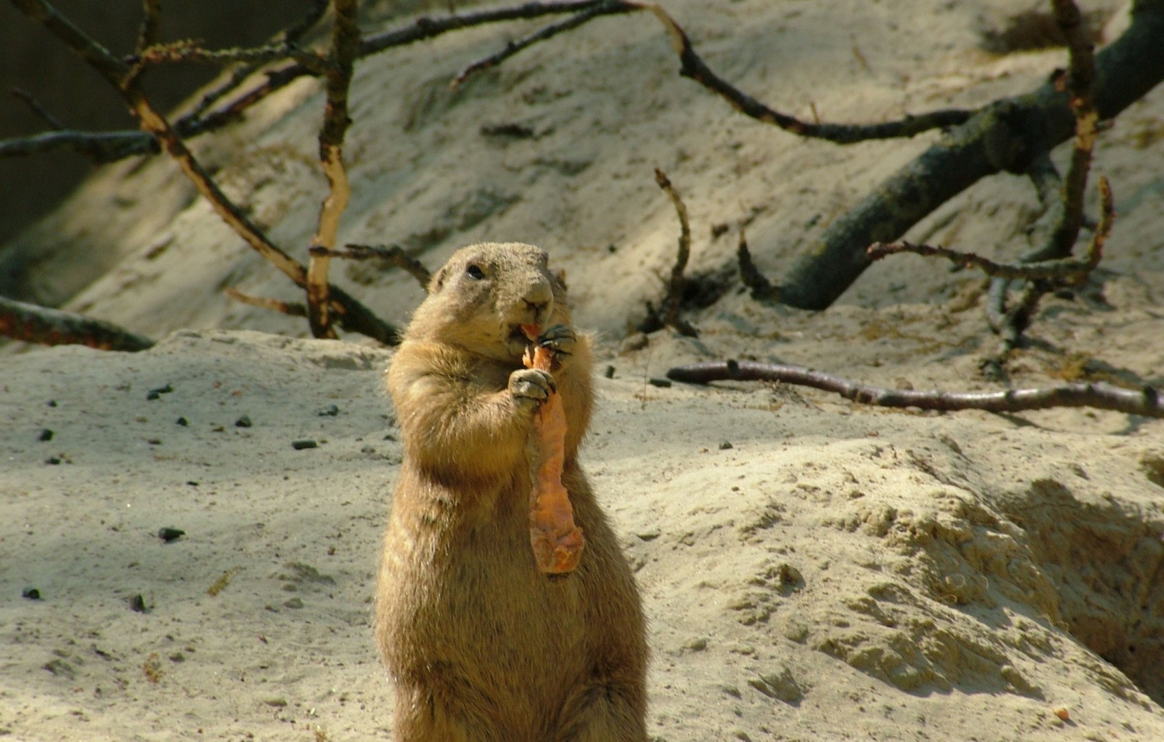 ciuma bubonica, mongolia, marmota, carne