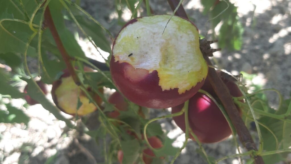 lacuste, Italia, Emilia-Romagna, fructe
