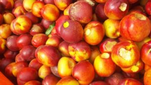 lacuste, Italia, Emilia-Romagna, fructe