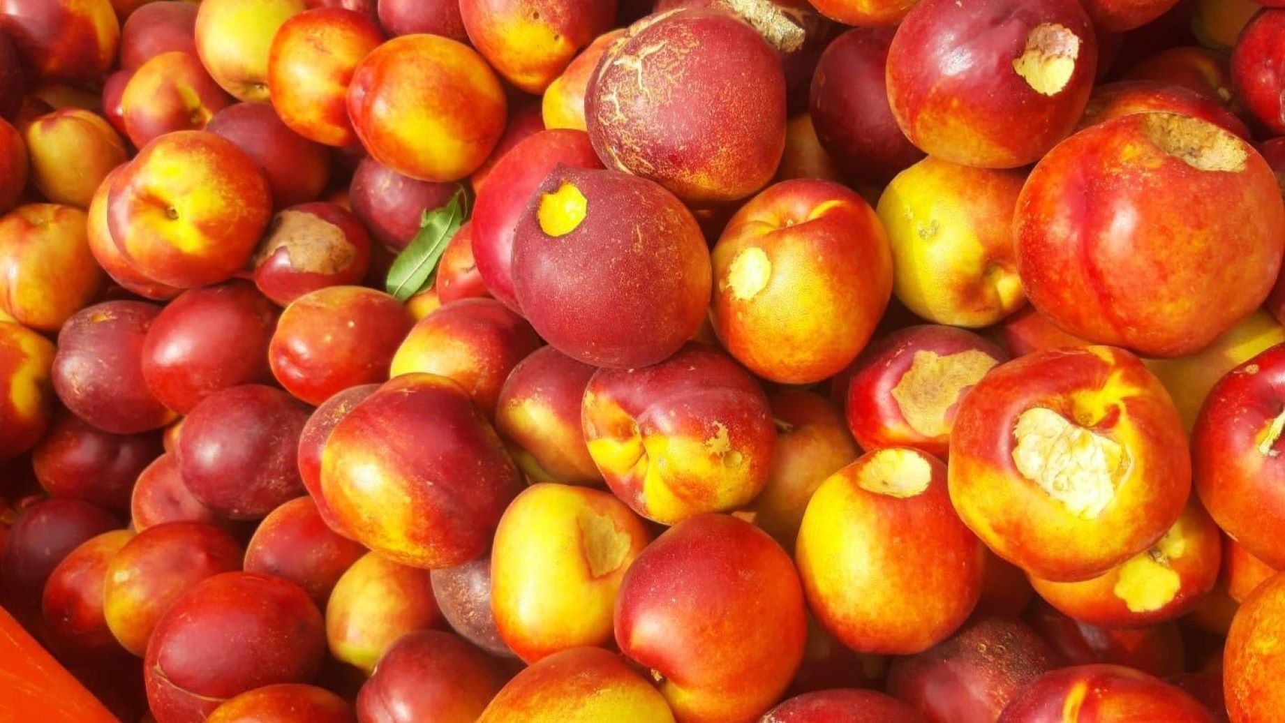 lacuste, Italia, Emilia-Romagna, fructe