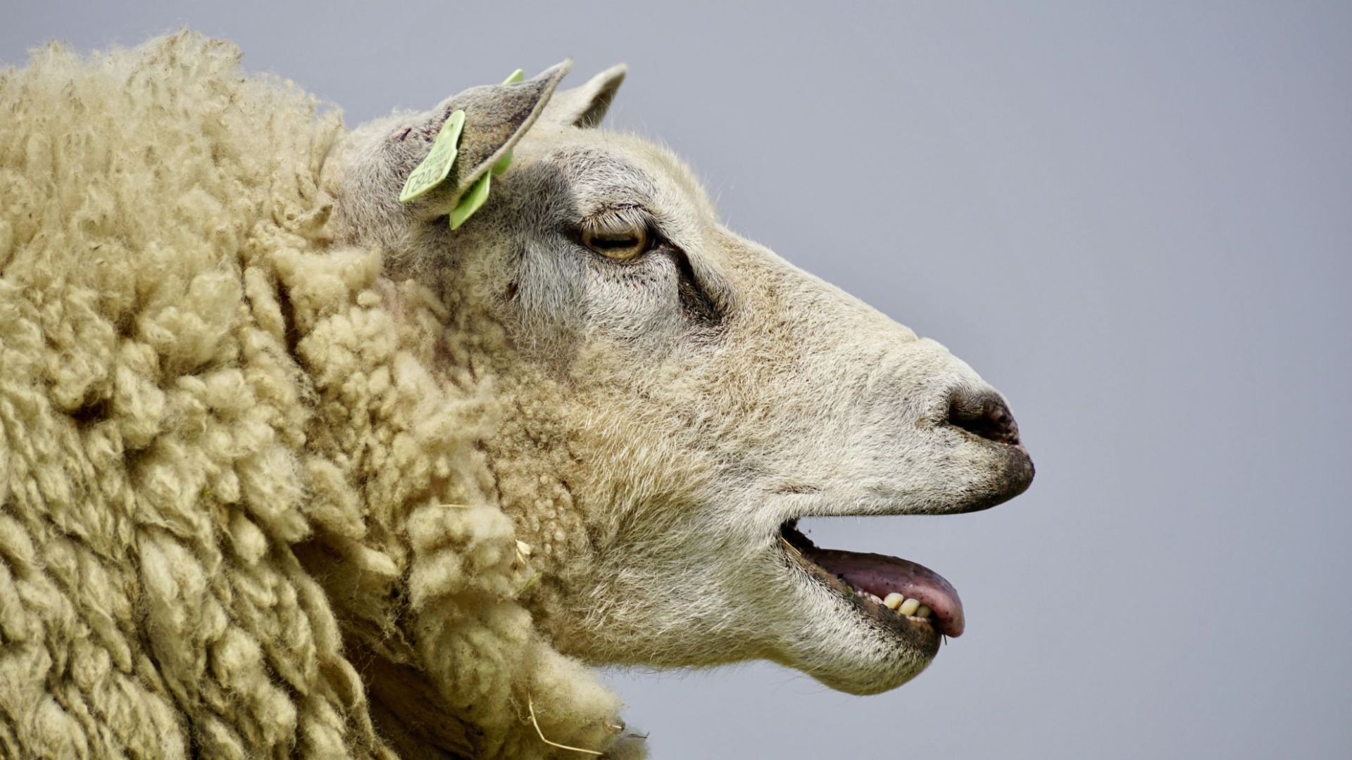 Grecia, Romania, Pesta Micilor Rumegătoare, ovine, caprine