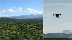 ulei de palmier, palmier, roboti, malaezia