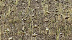 fermieri, guvern, seceta, ajutoare de stat