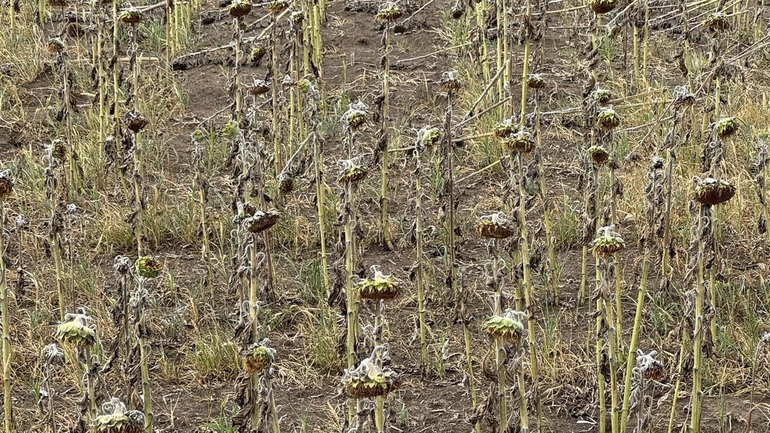 fermieri, guvern, seceta, ajutoare de stat