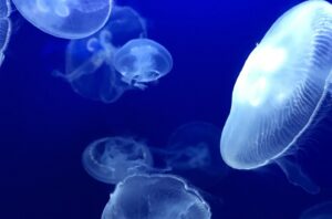 meduze, hrana, cosmetice, ingrasaminte