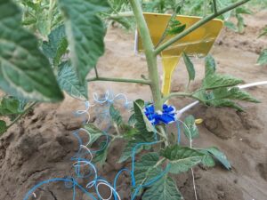 seceta senzor Brioristor Mutti