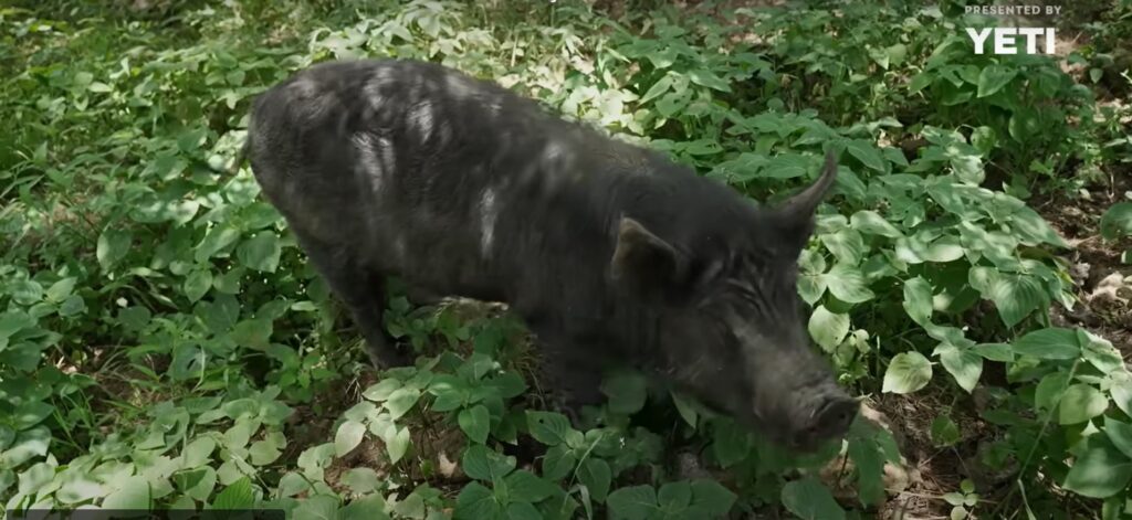 Carnea de porc negru are grăsimea marmorată