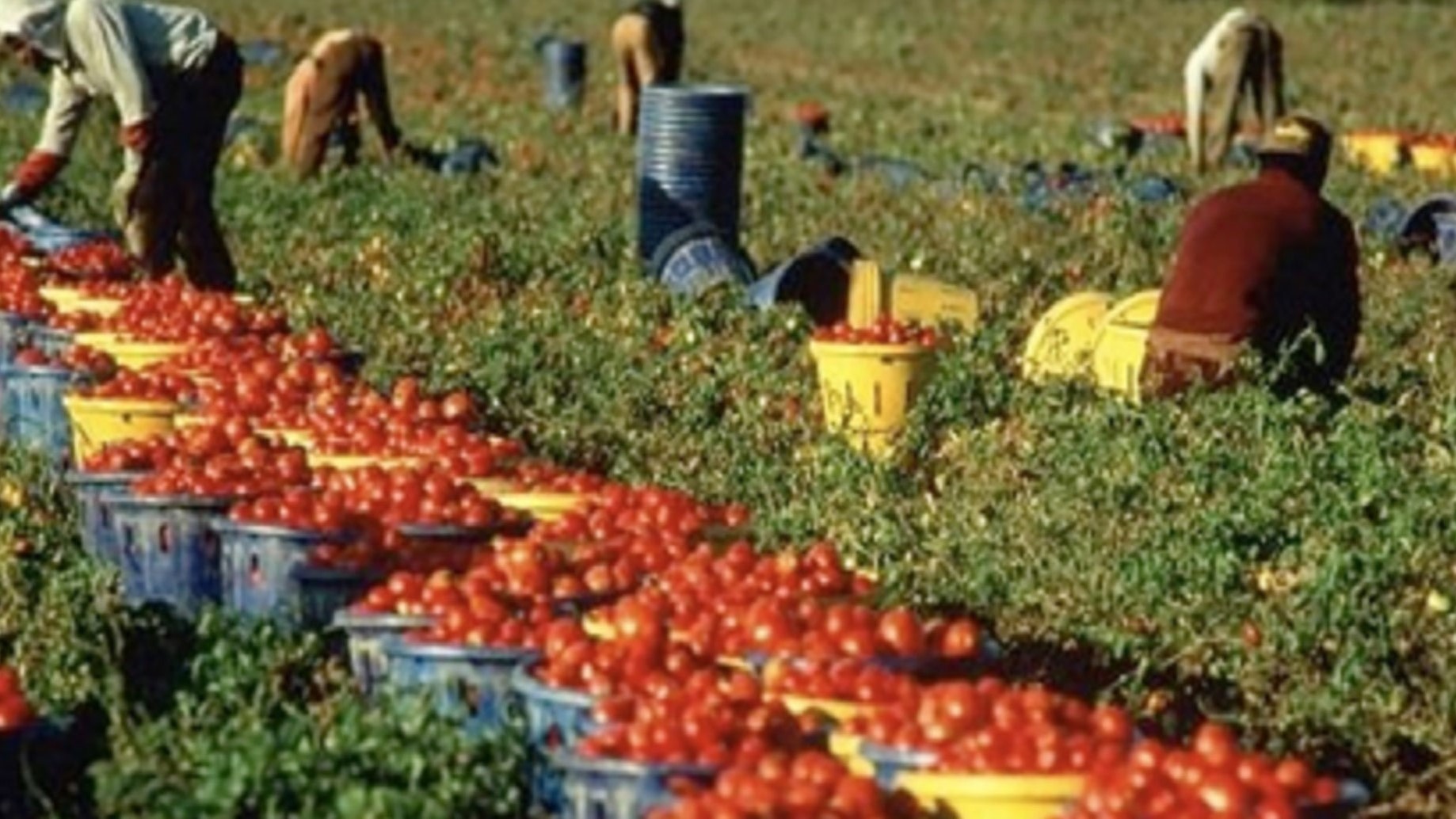 Toscana, Italia, canicula, agricultura