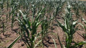 Marcel Ciolacu, Florin Barbu, agricultura, ferma
