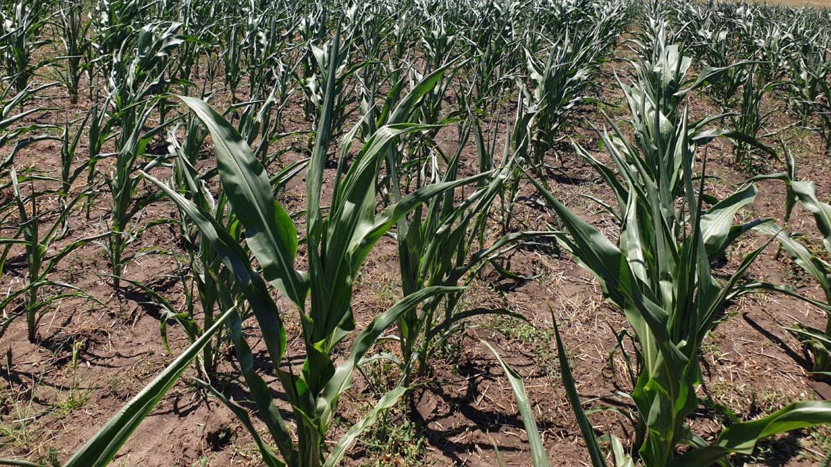 Marcel Ciolacu, Florin Barbu, agricultura, ferma