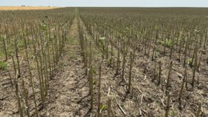 agricultura, fermier, ajutor de stat